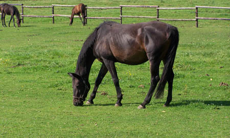 slide_0000_Pasture-Management-Consultation